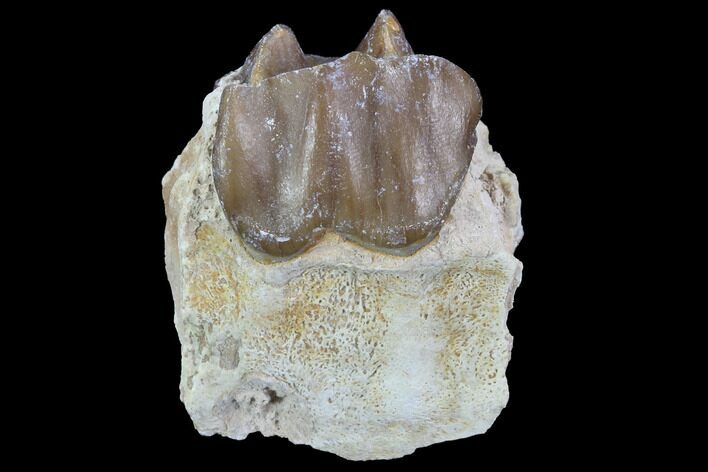 Hyracodon (Running Rhino) Molar - South Dakota #90287